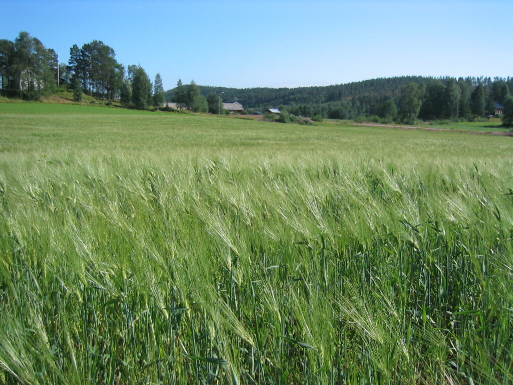 En åker med spannmål