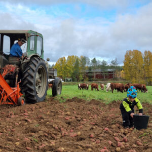 Norrländskt landskap med träd i höstfärger med potatisåker, en röd traktor och en liten pojke som plockar potatis i en hink.