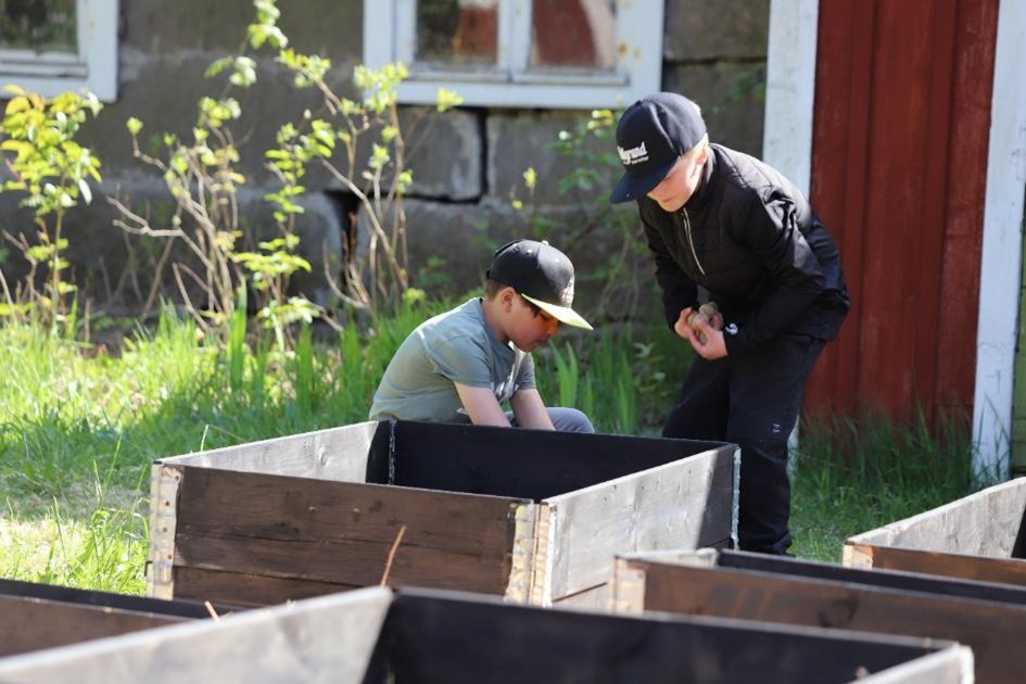 Två pojkar i keps böjer sig över en odlingslåda