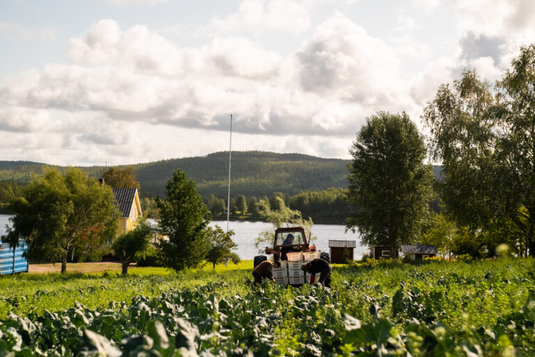 traktor i fält med broccoliodling