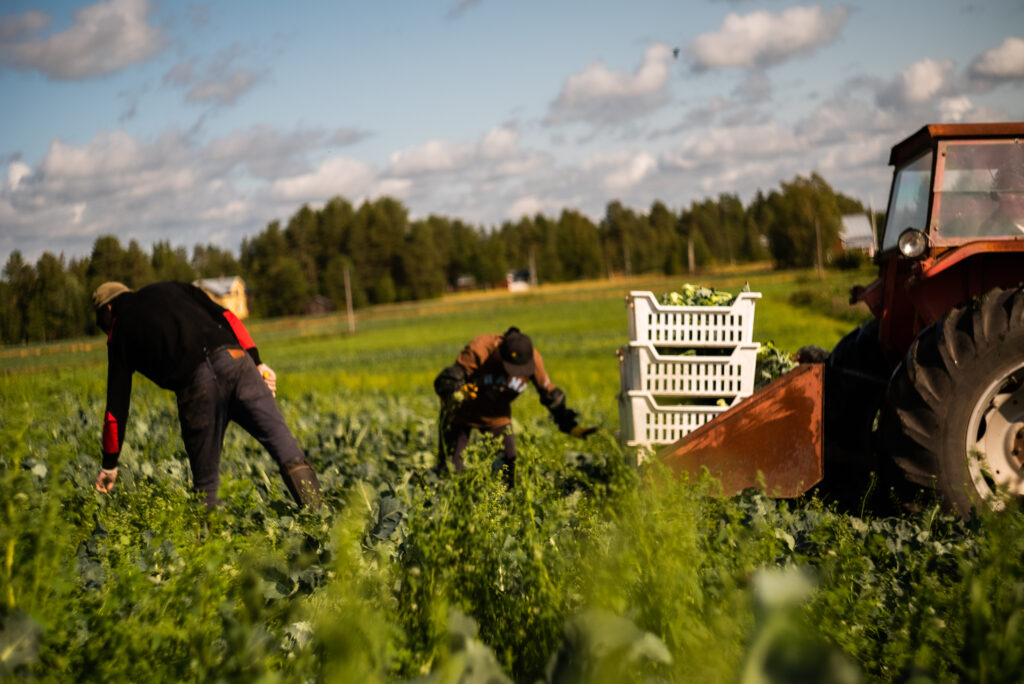 människor skördar broccolli i fält