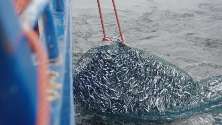 en blå fiskebåt drar upp en trålkasse med siklöja