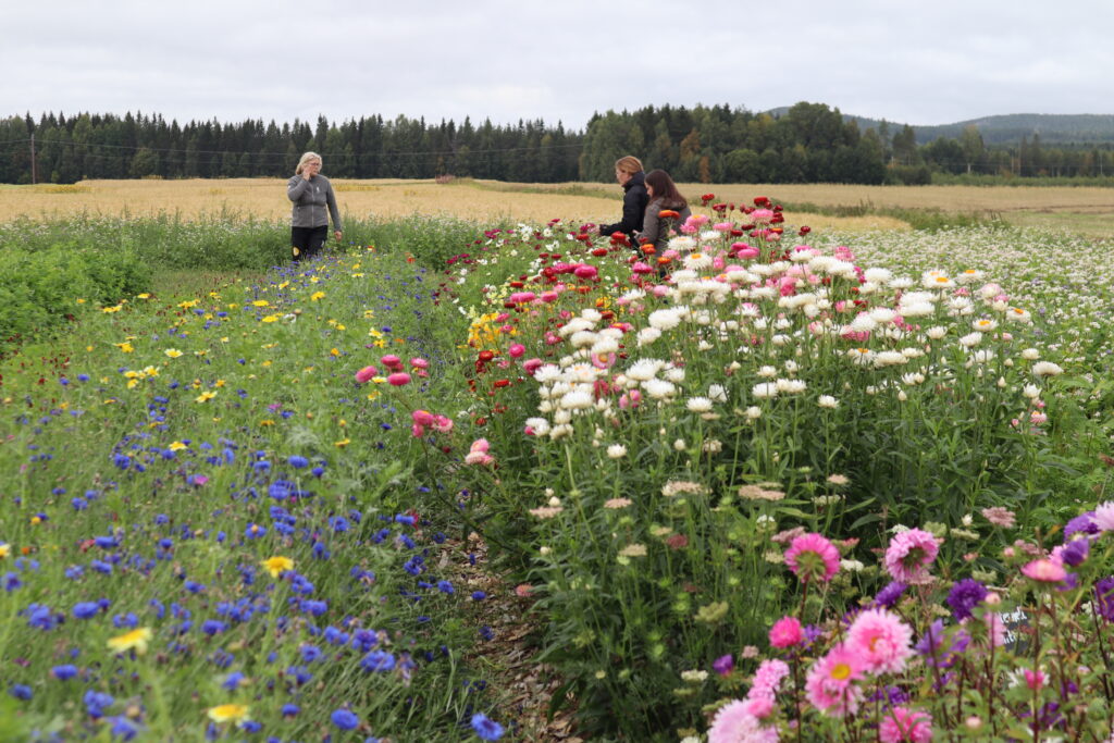 Två kvinnor står i en blomsterodling