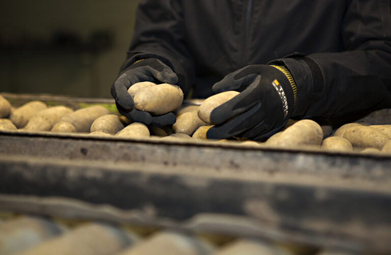 händer som plockar med potatis