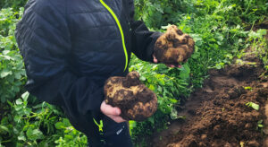 Ett par barnhänder som håller i varsin stor potatis