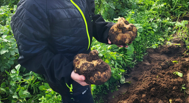 Ett par barnhänder som håller i varsin stor potatis
