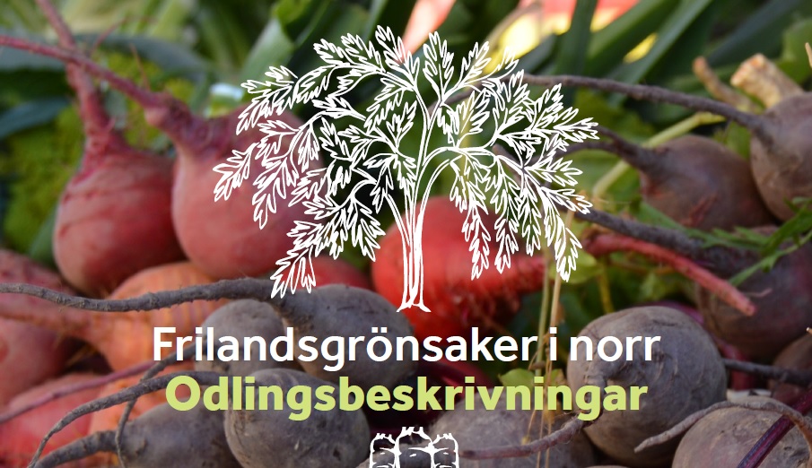 Frilandsgrönsaker i norr