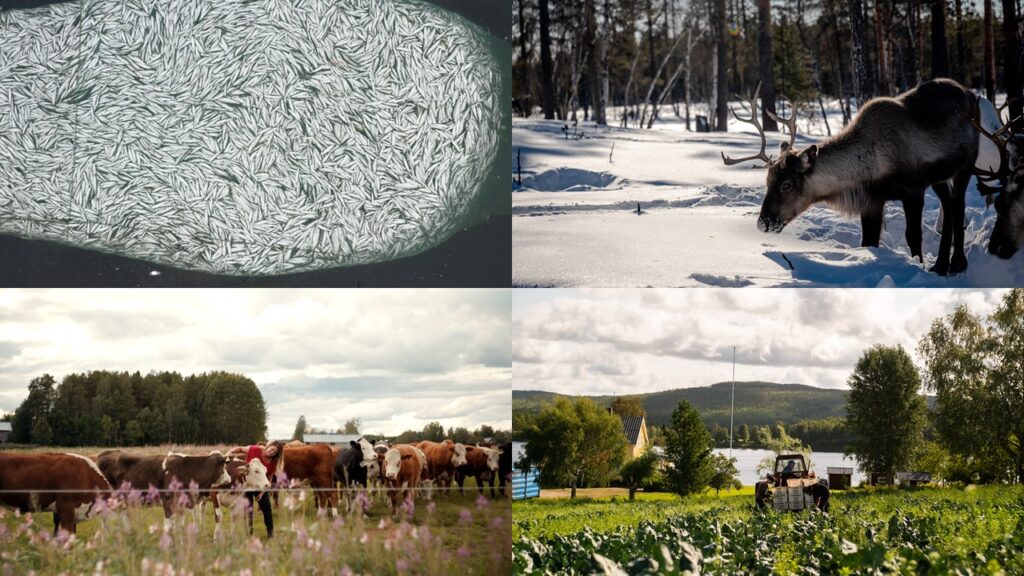 Kollage av fyra foton med bilder av renar och lantbruk