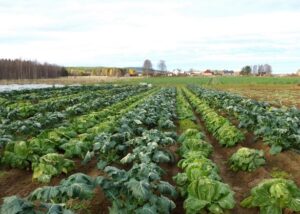 Odling av broccoli och salladskål