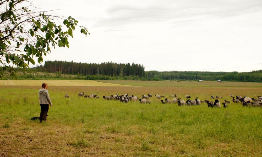 Fårägare ser till sin fårflock i beteshagen