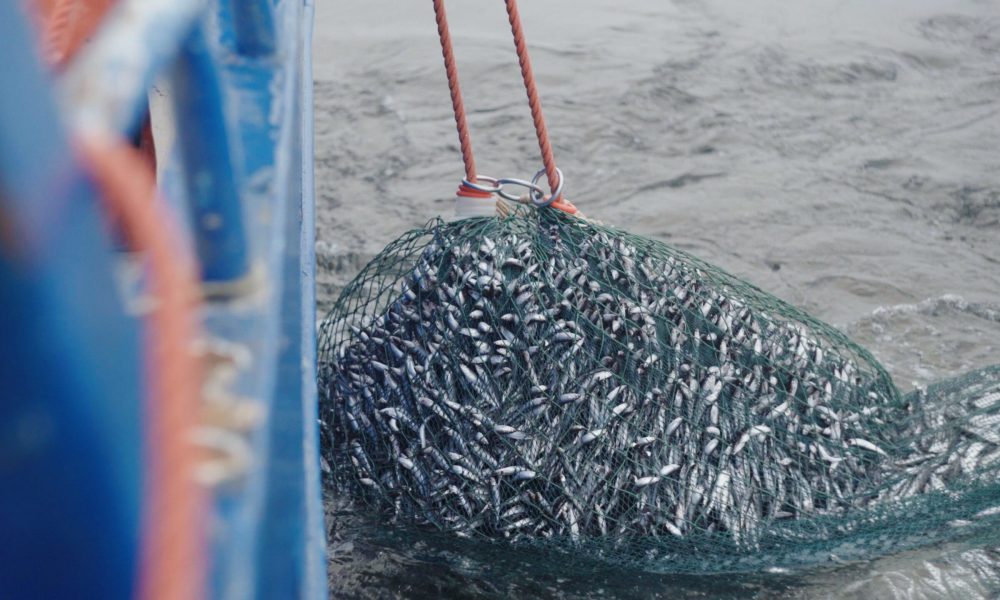 en blå fiskebåt drar upp en trålkasse med siklöja