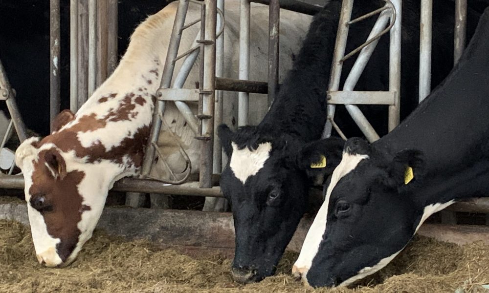 Kor äter ensilage från foderbord