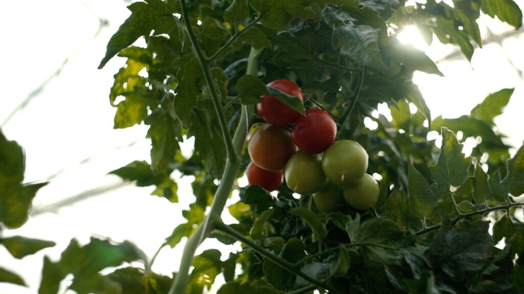 röda tomater mot gröna blad
