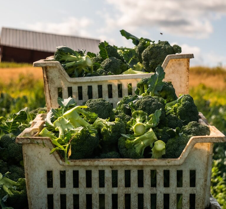 En stor korg med nyskördad broccoli