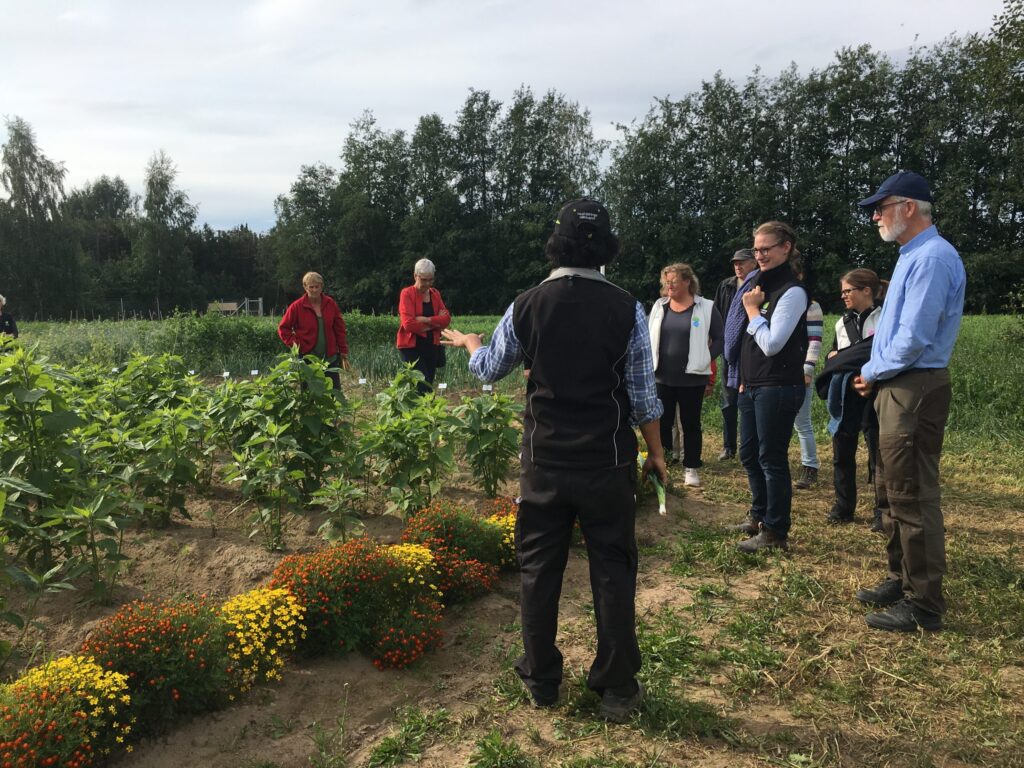 Människor som står vid en grönsaksodling