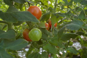 Tomater som växer på en tomatplanta