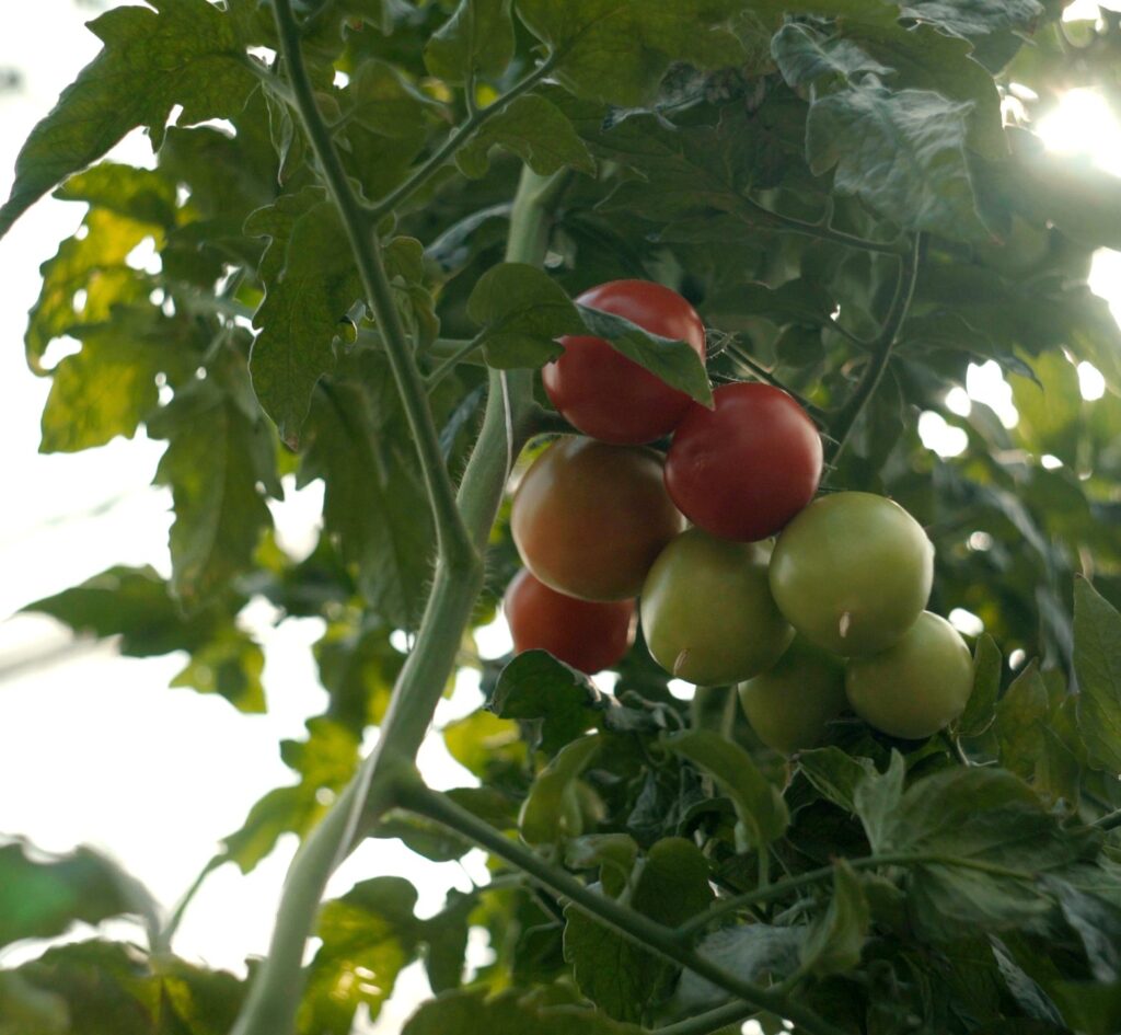 Tomater som växer på en tomatplanta