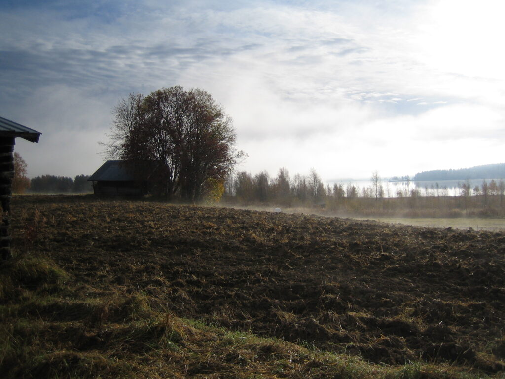 Ett jordbrukslandskap en dimmig morgon