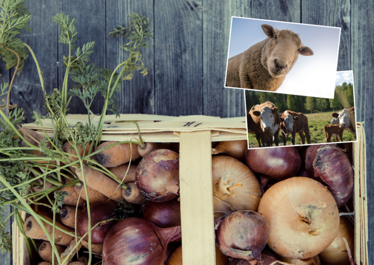 Ett kollage bestående av ett stort foto med en korg med lök och morötter, samt två små foton av ett får respektive kor