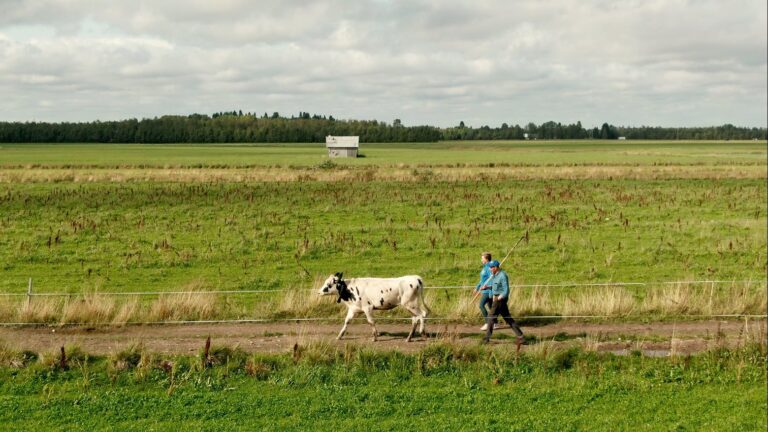 En ko och två människor rör sig över ett jordbrukslandskap