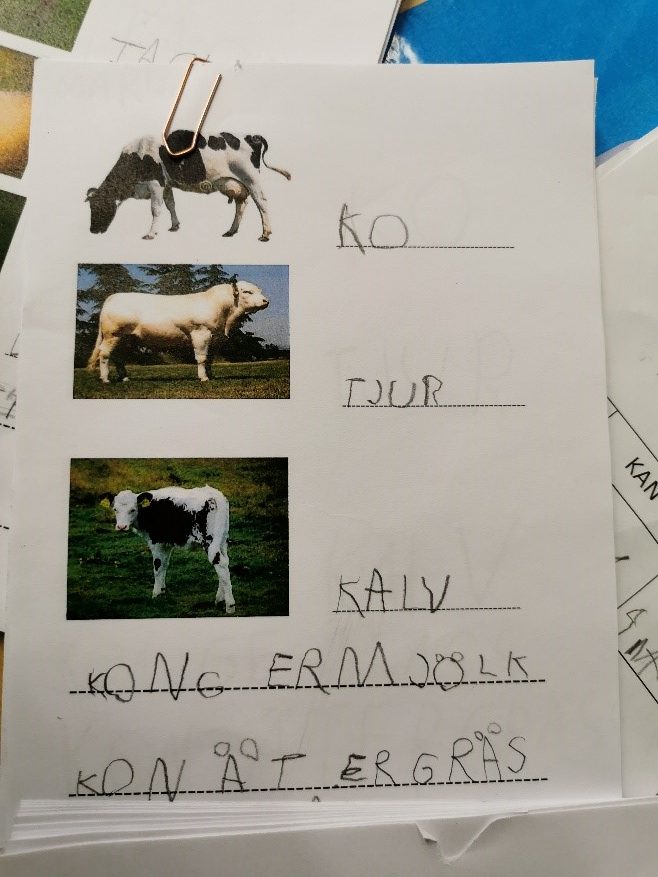 Undervisningsmaterial som skolbarn jobbat med visar ko, kalv och tjur