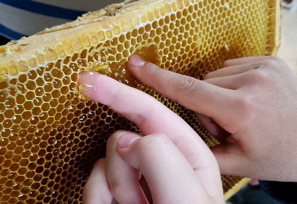 Två händer som petar i honungen i för att provsmaka