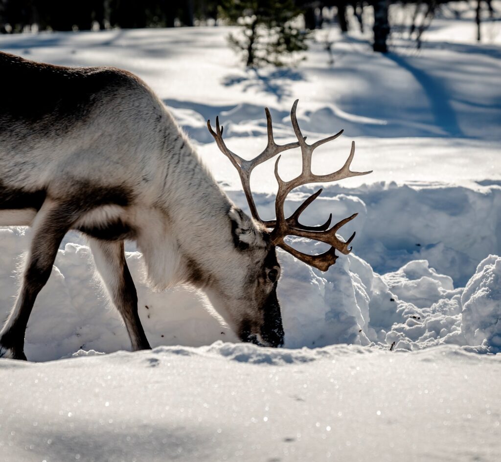 En ren i snö